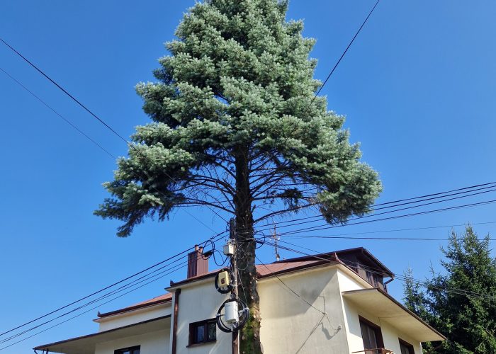 2.5wycinka_alpin
